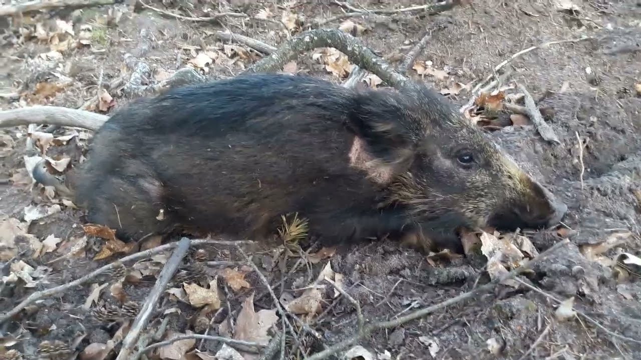 Wild zwijn met gebroken poot