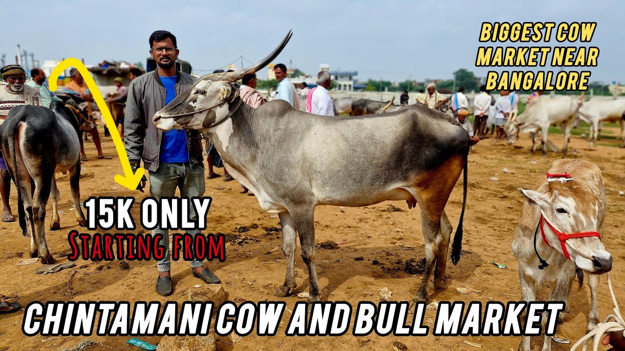 Chintamani Bull And Cow Market Full Detail Video | Sunday Morning Market