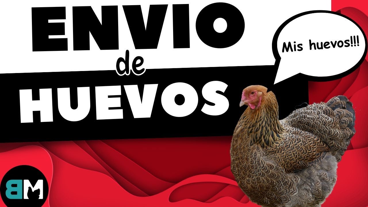 Я ОТПРАВЛЮ ВАМ ОПЛОДОТВОРЕННЫЕ ЯЙЦА МЕНЕЕ ЧЕМ ЗА 10 ЧАСОВ - МАРИО -