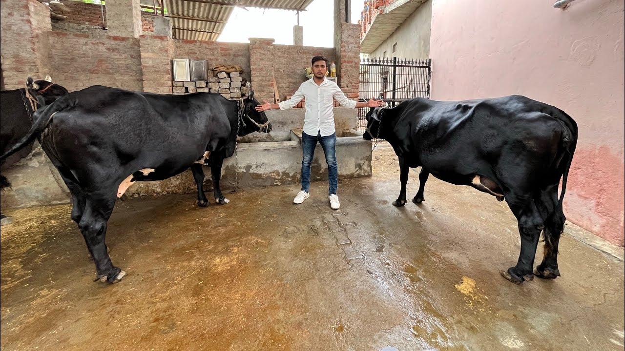 गिर क्रॉस फोर सेल बिकाऊ गाय दोनो 🐄 ( 9950794208 ) #trending #video #viral #cow #bhilwara #frame