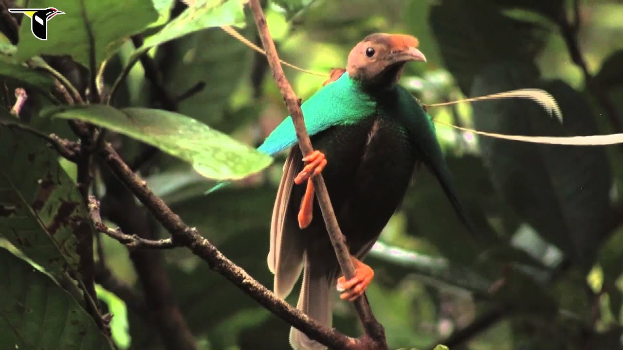 Standardwing Bird-of-Paradise