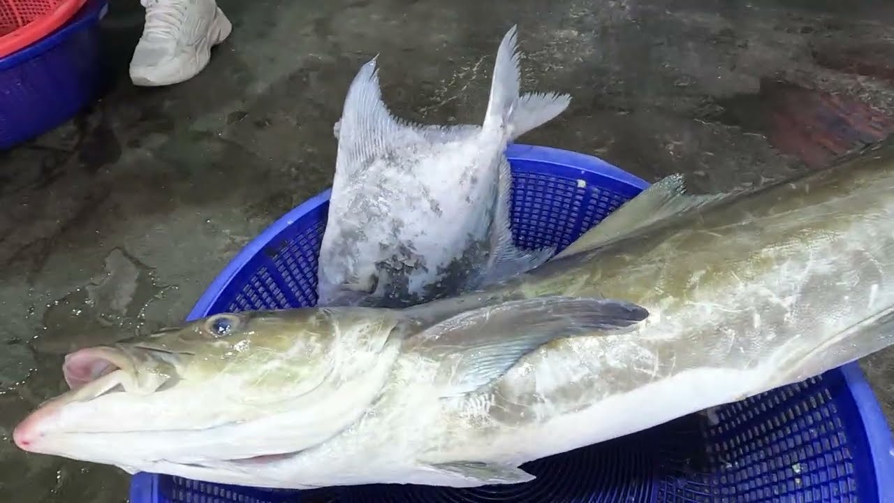 UNBELIEVABLE SPEED! The Ultimate Fish War! Fresh Cobia Disappears Instantly at the Harbor! 明發定置漁場 fi