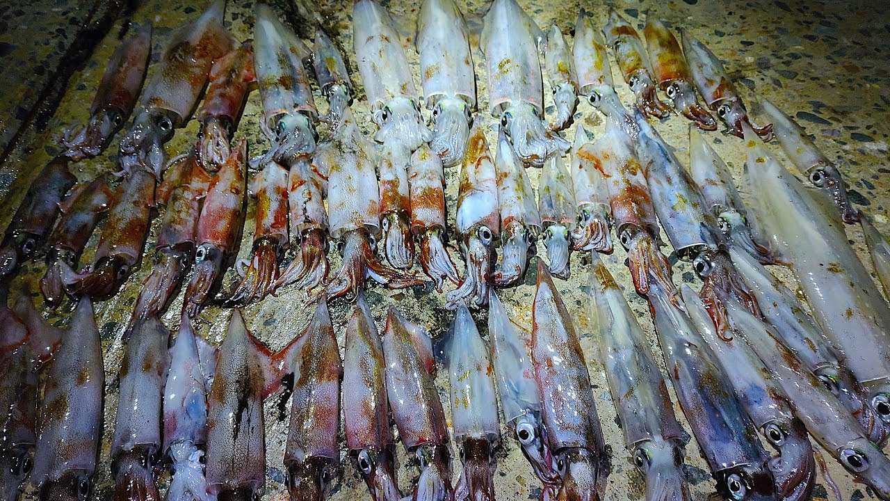 【ヤリイカ釣り】ヤリイカが無限に釣れるこの堤防がすごかった【邪道エギング】