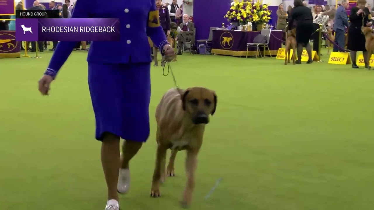 Rhodesian Ridgeback | Breed Judging 2025