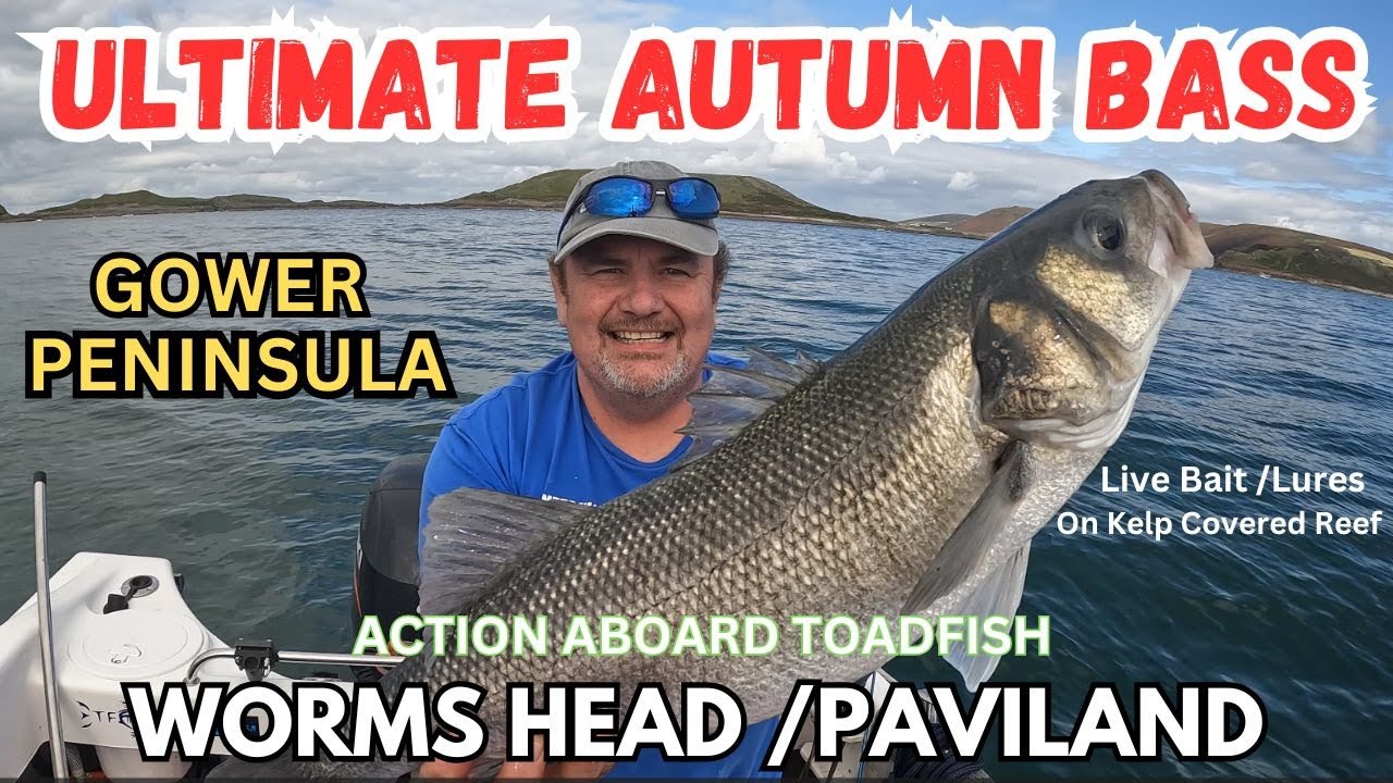 UK BOAT FISHING ULTIMATE AUTUMN BASS LATE SEASON ACTION ON DANGERS REEF NEAR WORMS HEAD CAUSEWAY .