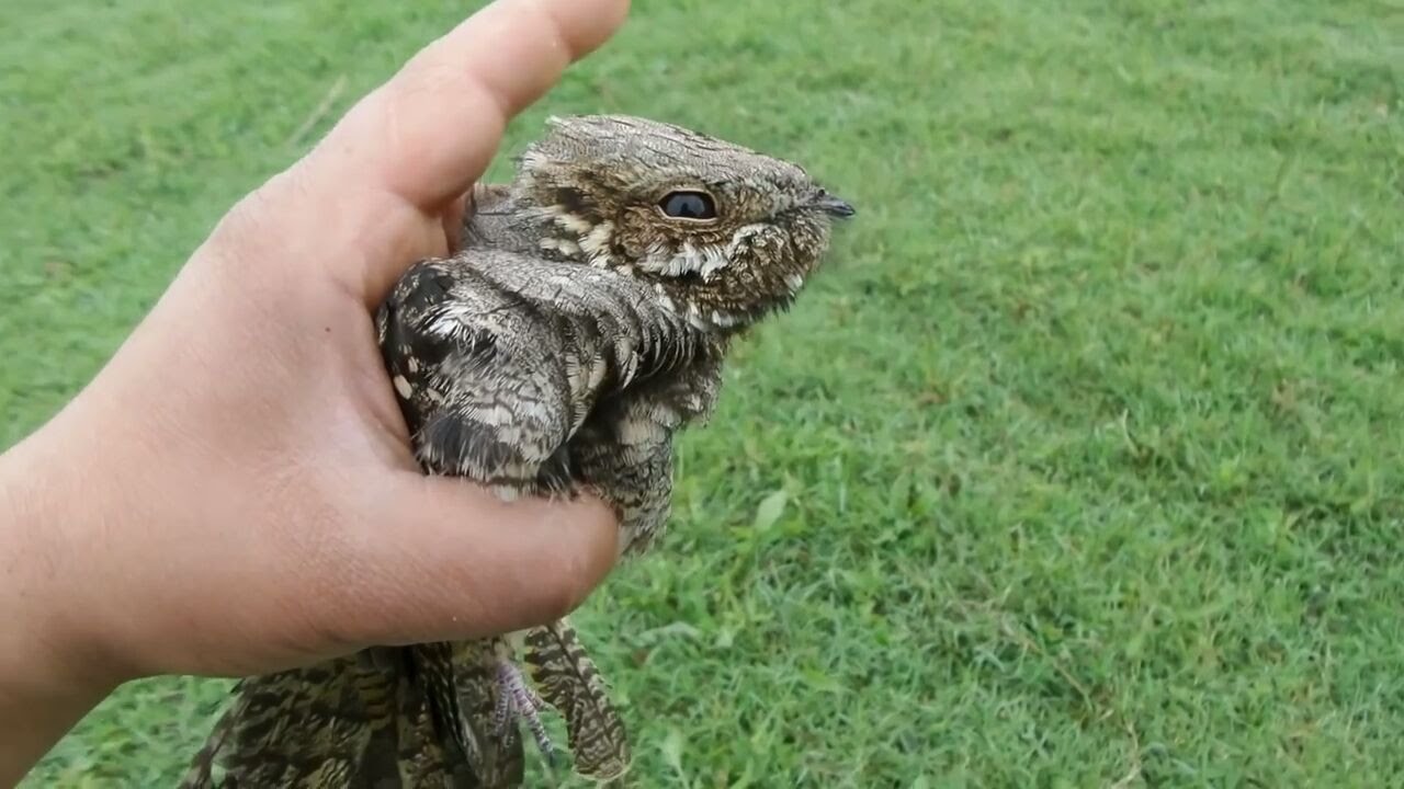 Çoban aldatan kuşu , Nightjar bird , caprimulgus europaeus