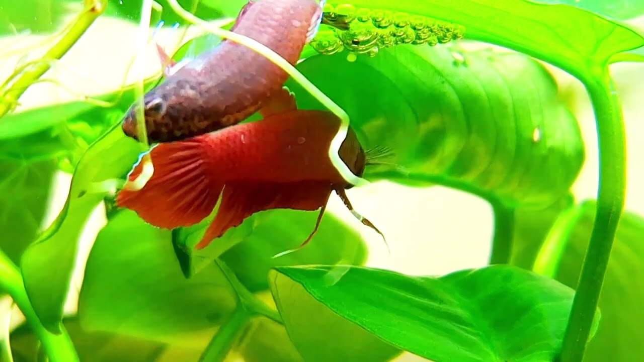 Betta mulyadii (former spec. api api)  spawning!