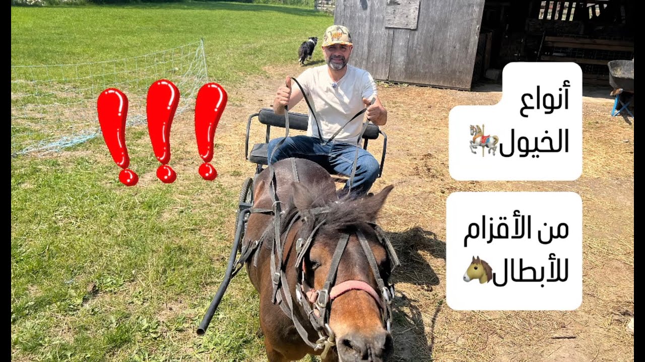 من الخيل القزم لعمالقة الجر– أنواع الخيول واستخداماتها  !” horse wagon