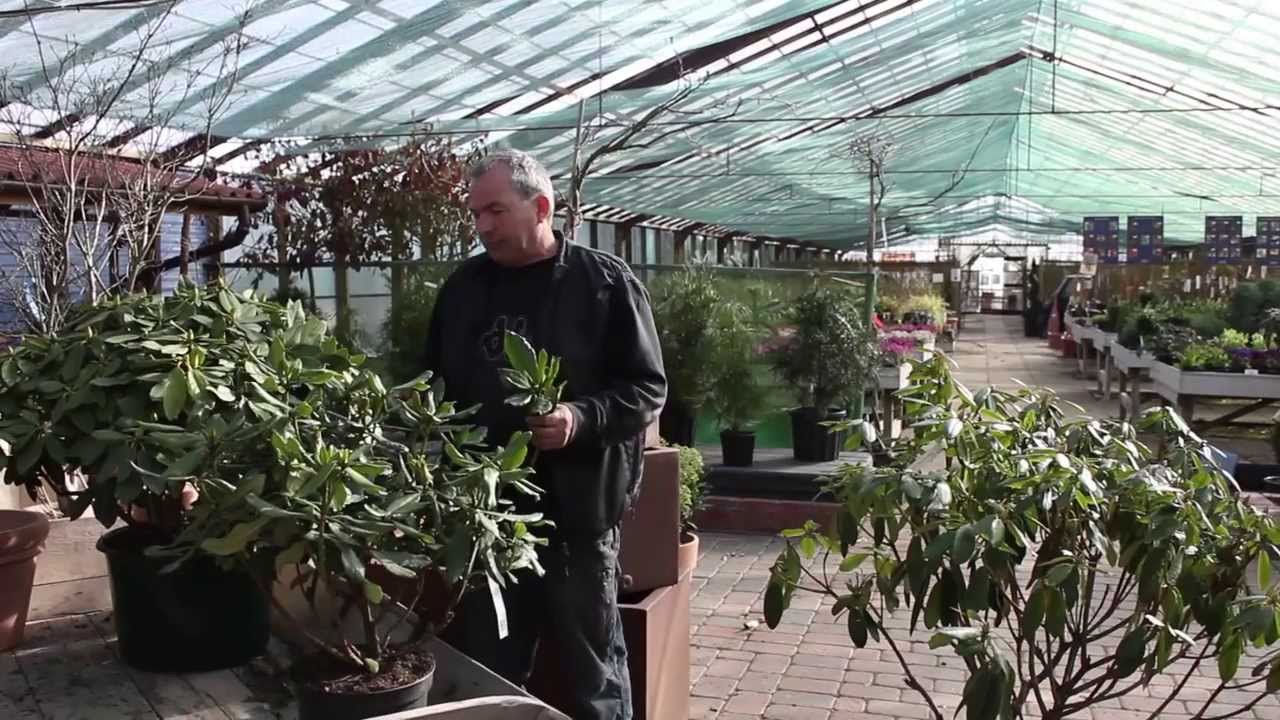 BESK&AElig;RING AF RHODODENDRON