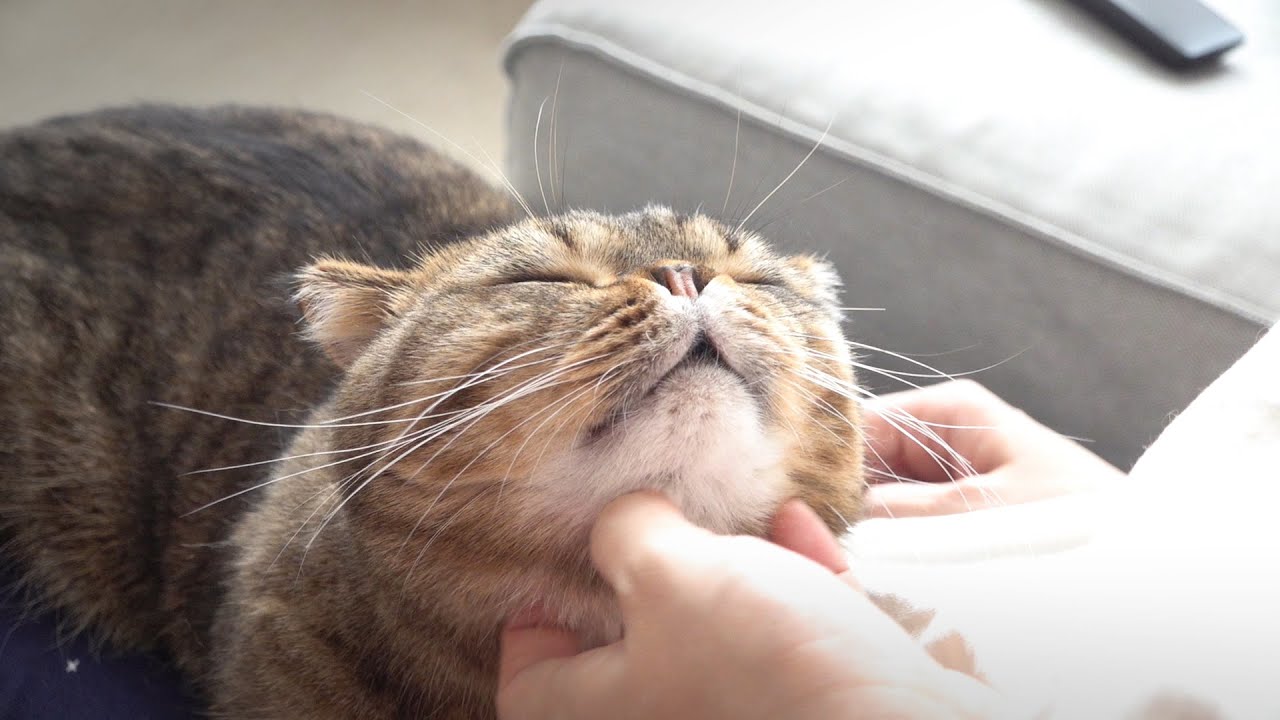 무릎냥이 루루 라라의 귀여움