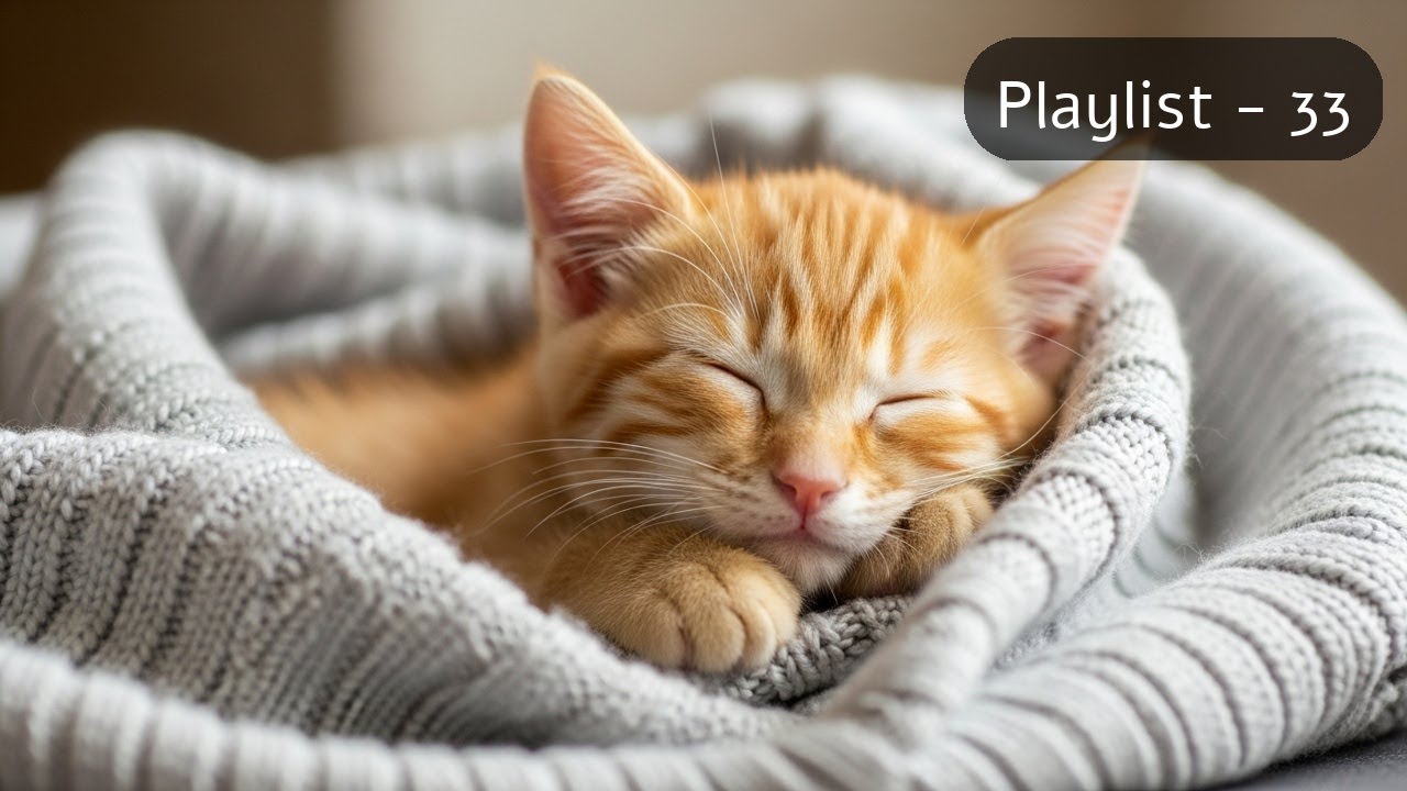 [Track - 33] Peaceful Piano Music for Sleep with Cat Sounds
