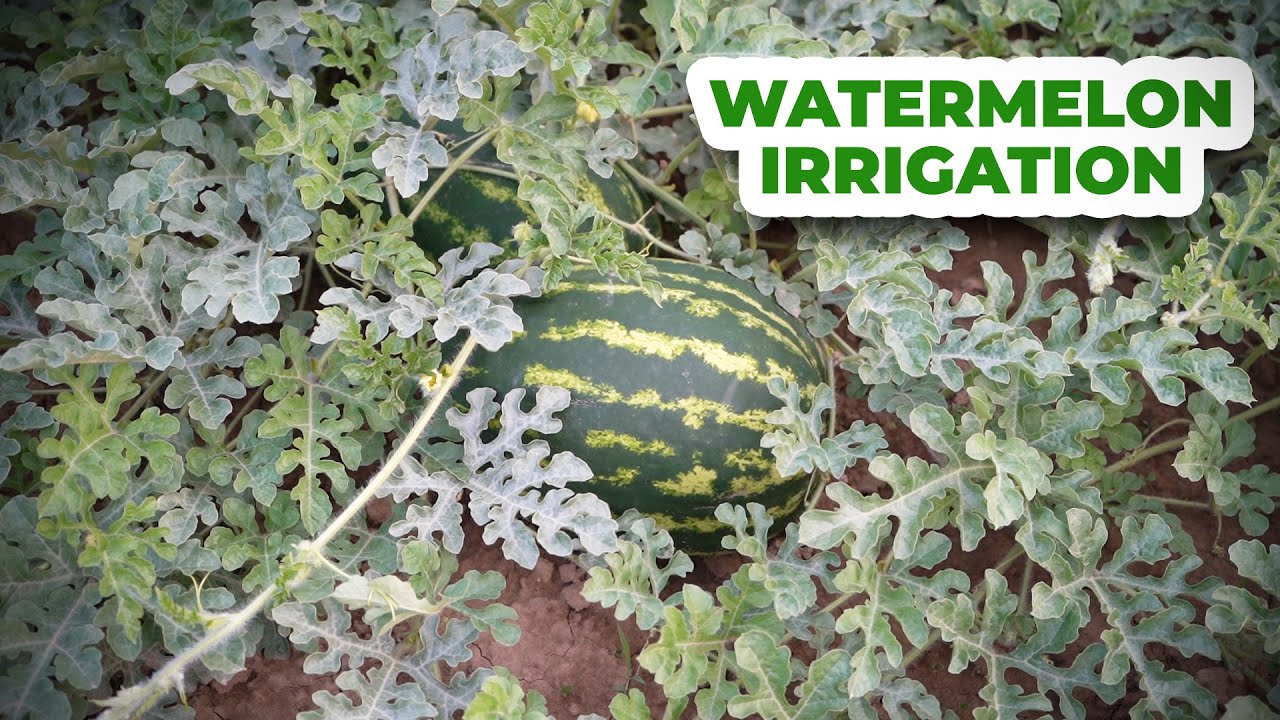 Watermelon Growing and Watering Guide - Watermelon Irrigation Time