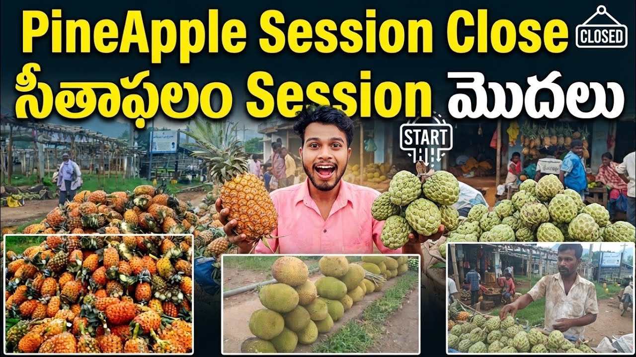 PineApple Session End Custard Apple Session Start Seethampeta The Big Tribal Market