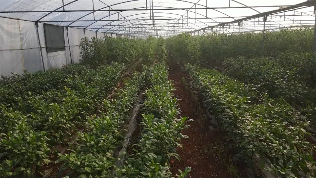 شاهد | إنشاء أكبر بيت بلاستيكي في إدلب لتأمين الخضراوات على مدار العام | صباح سوريا