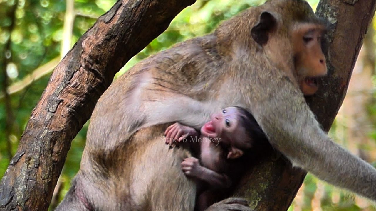 N/o gentle...! Baby Jiva t@nglingg​, Cuz mother Jazzy r/eaction Elfi's arrival to indroduce