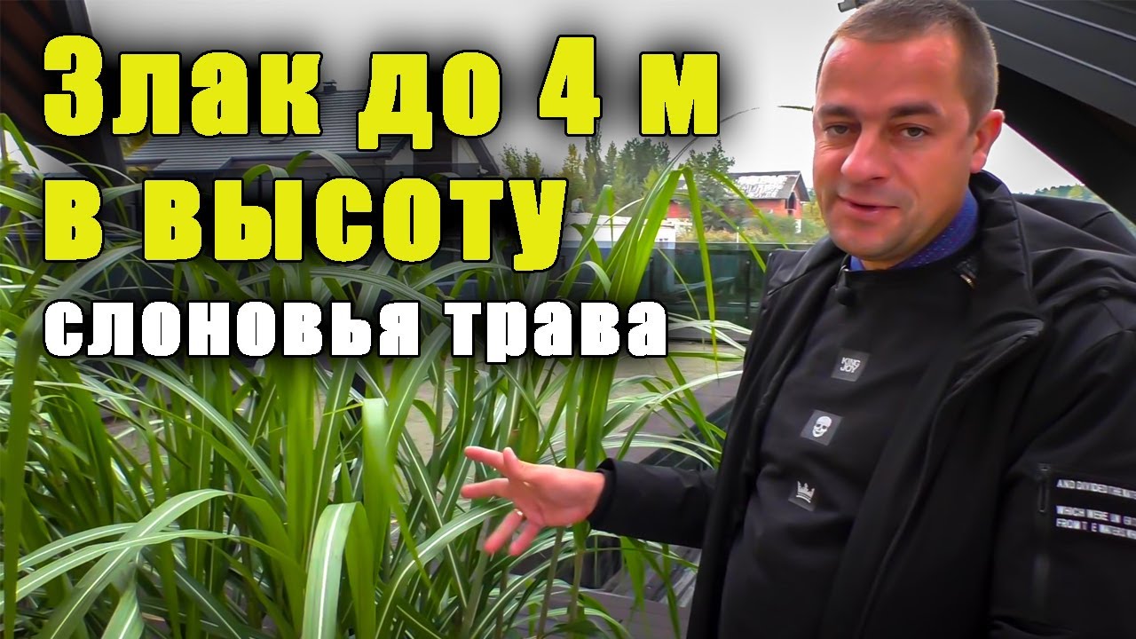 Лучший обзор Мискантус гигантский, слоновья трава, американский камыш, мятлик.