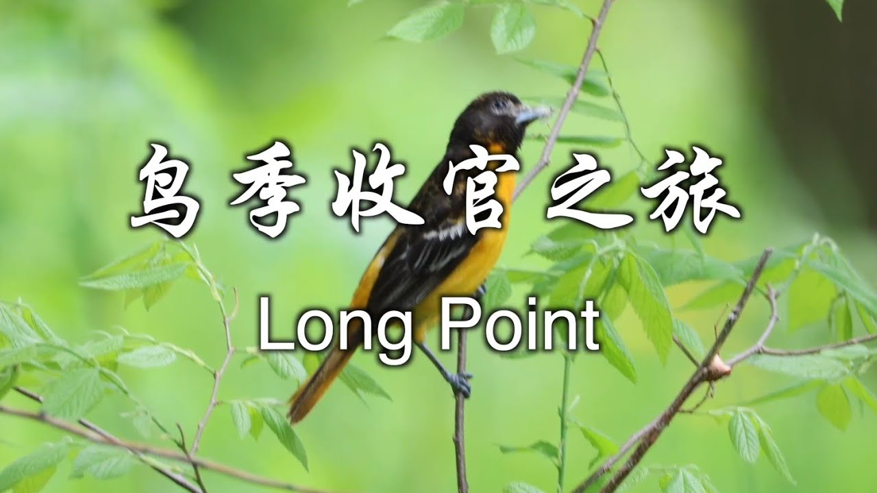 2025 春，鸟季收官之旅 -- Long Point