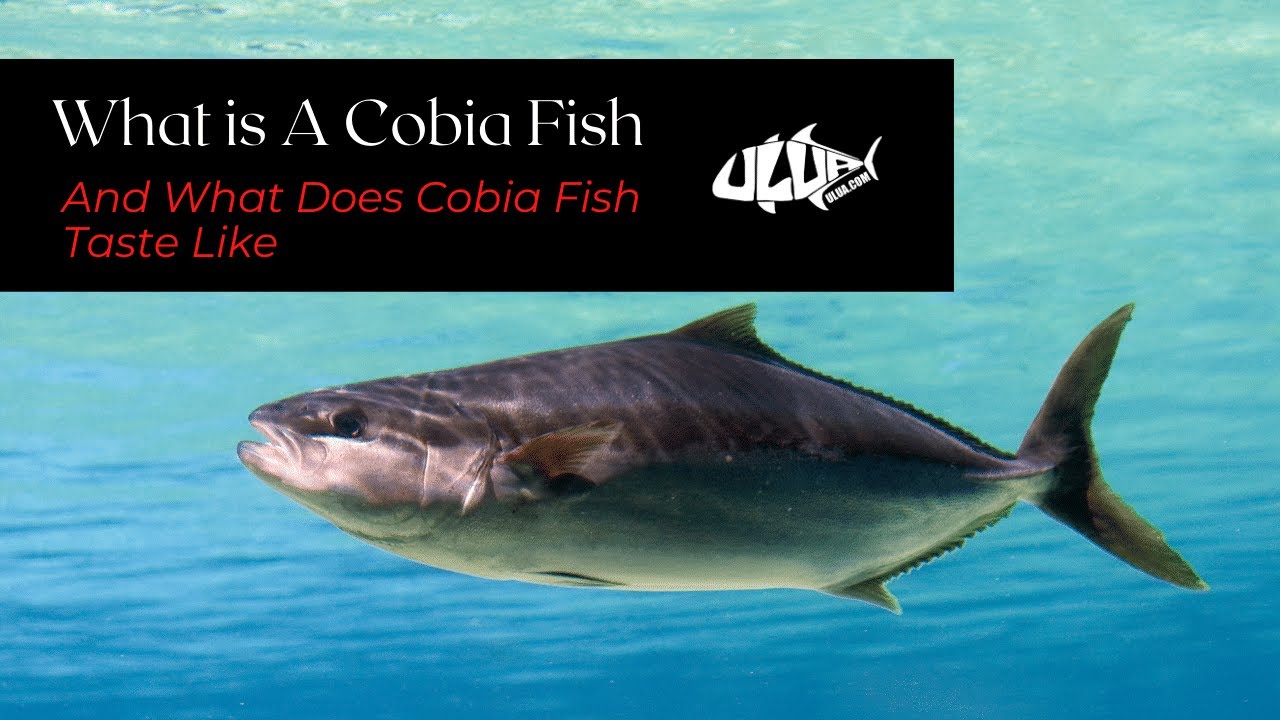 What Is Cobia And What Does Cobia Fish Taste Like