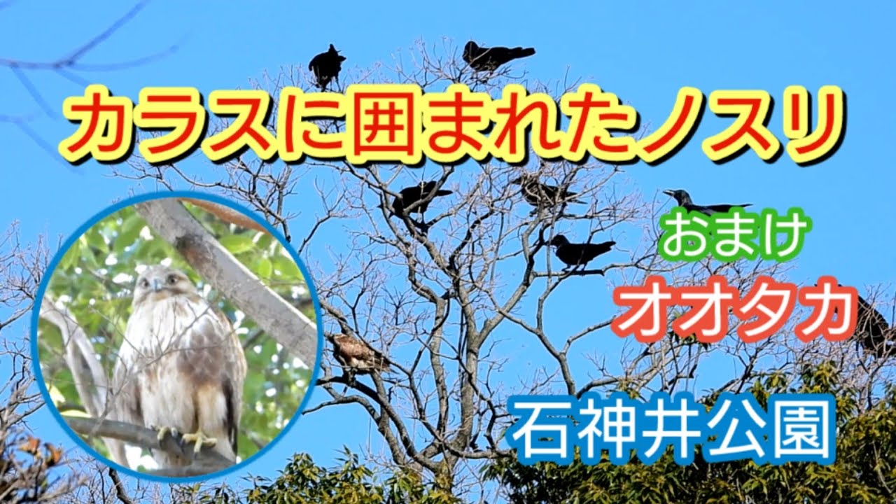 カラスに囲まれたノスリ　オオタカ　Eastern Buzzard　石神井公園　３月中旬