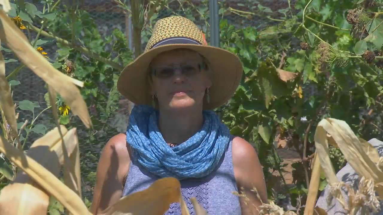 Water Wise Fall Vegetable Desert Gardening