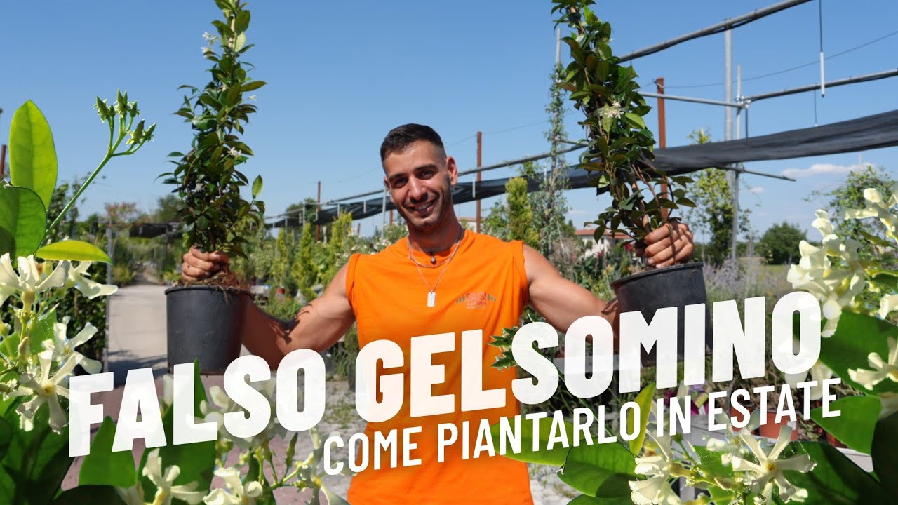 Falso Gelsomino: si può piantare in Estate? Come si cura il Rhyncospermum jasminoides