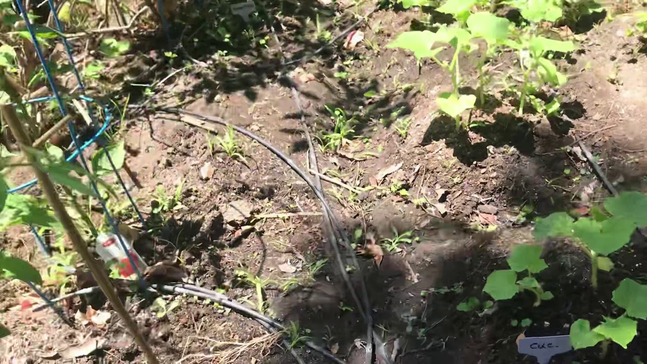 2018 VEGETABLE GARDEN TOUR!