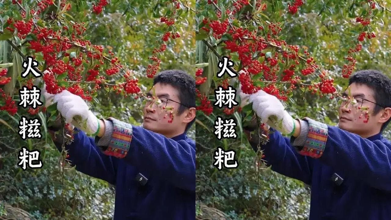 火棘糍粑 冬季山里的火棘红彤彤，摘点回去打糍粑吃