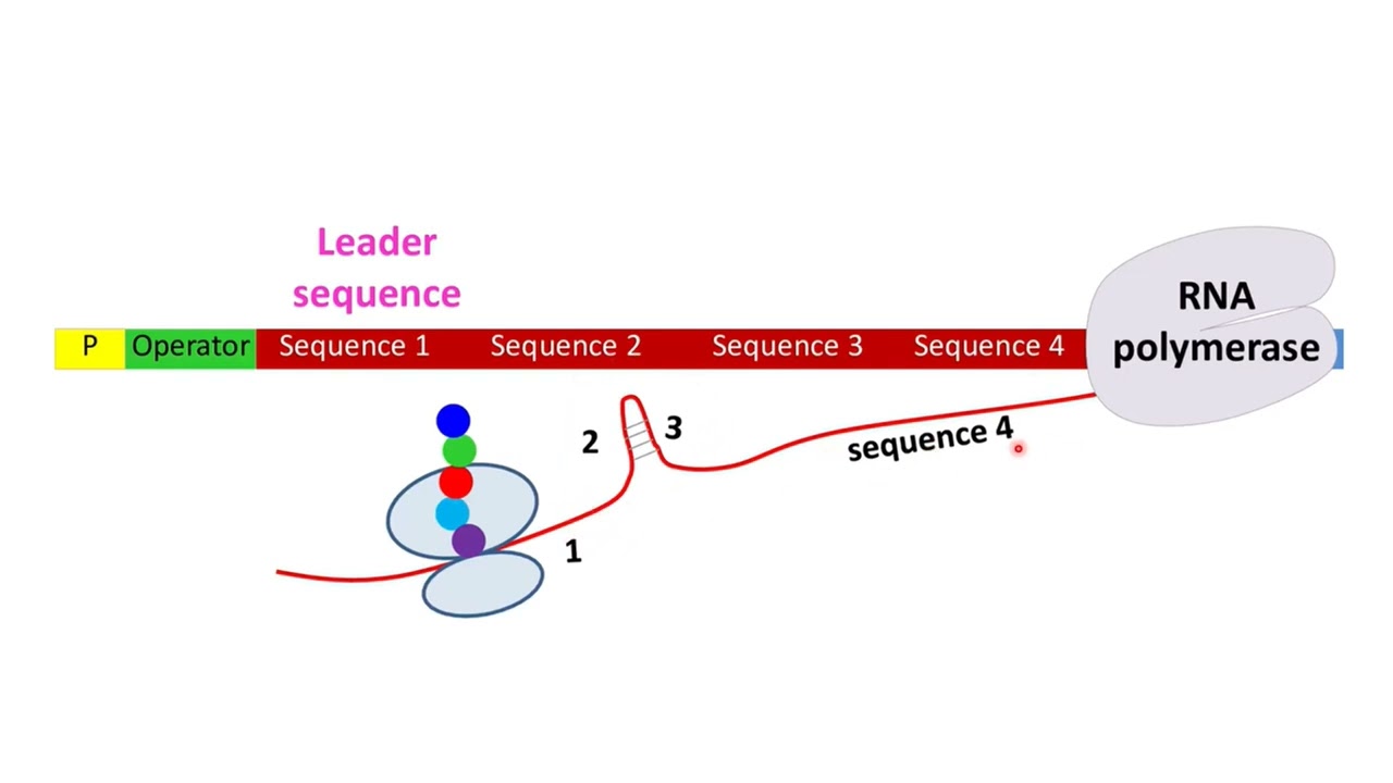 Opéron tryptophane / SEBAA Amel / Cours 4