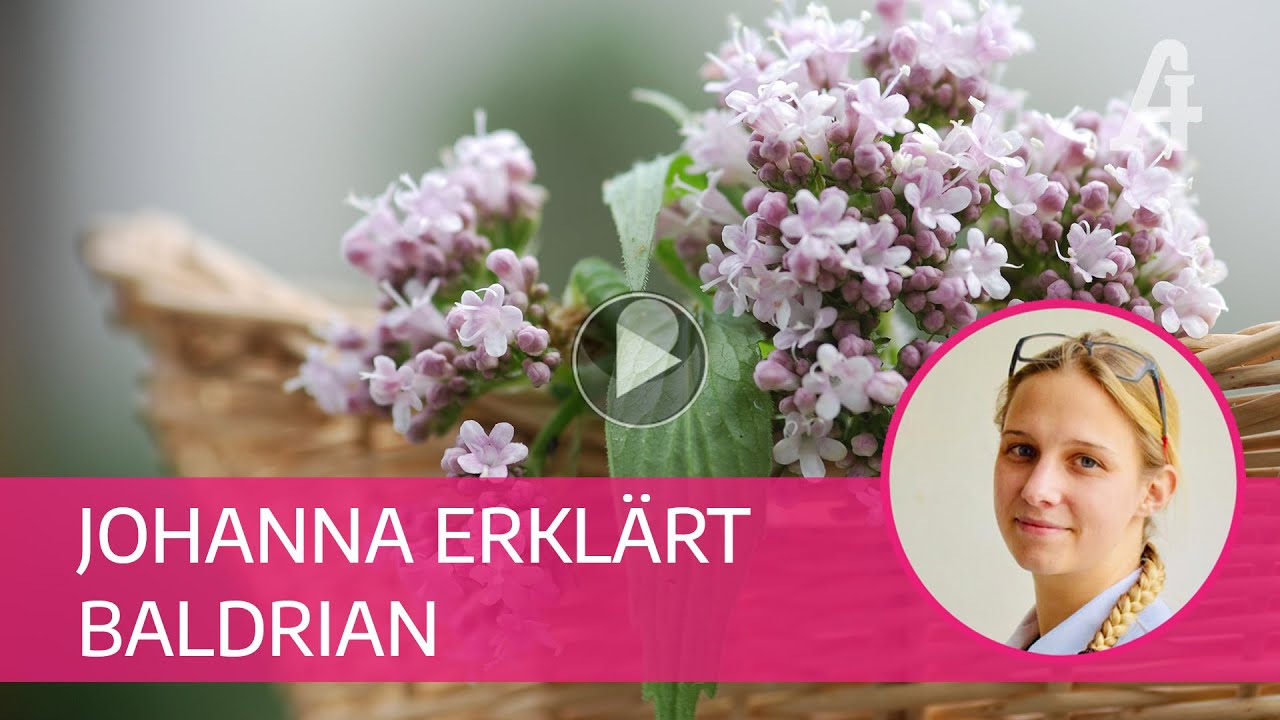 Apotheker-Gall - Johanna erkl&auml;rt Baldrian