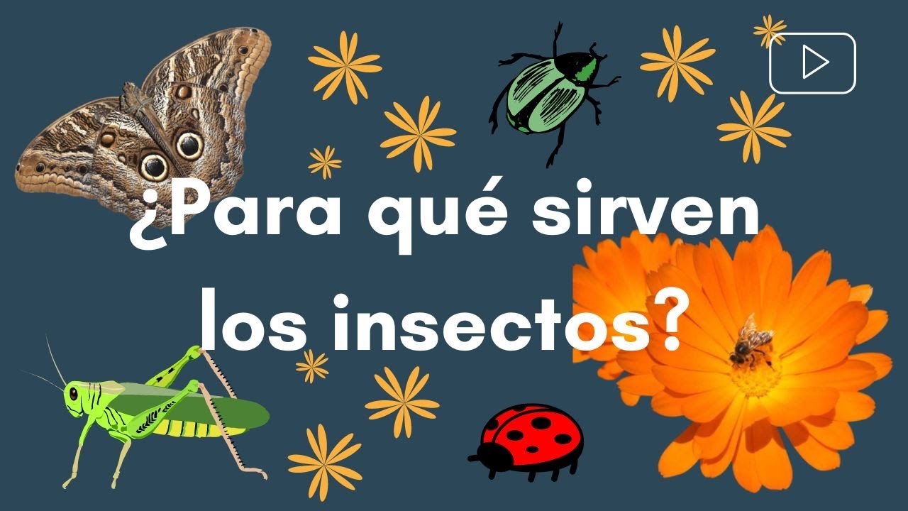 ¿Para qué SIRVEN los INSECTOS?