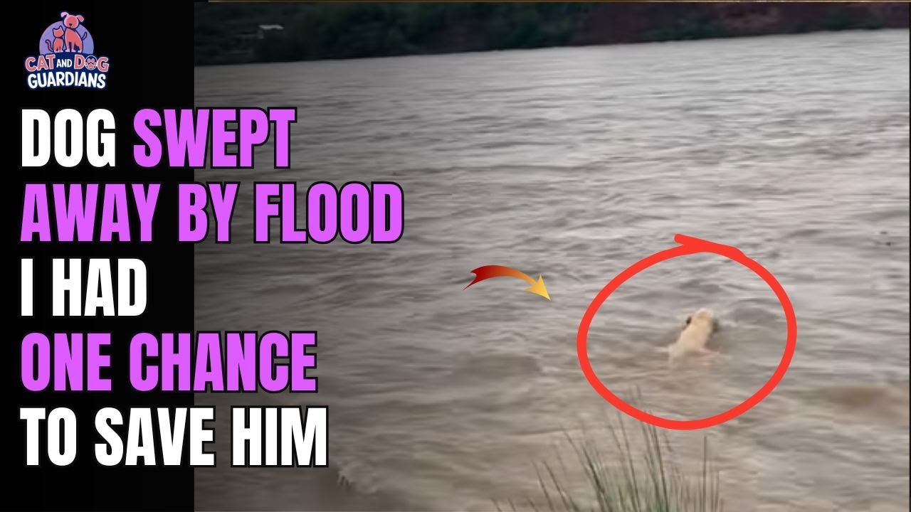 Dramatic Flood Rescue: I Ran After a Dog Fighting for His Life #dogrescue #rescuedog #dog #dogvideos
