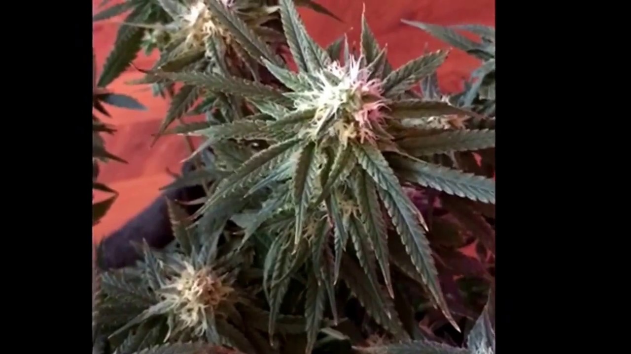 Cannibussix Lemon OG Haze Day 65. Flower day 39.