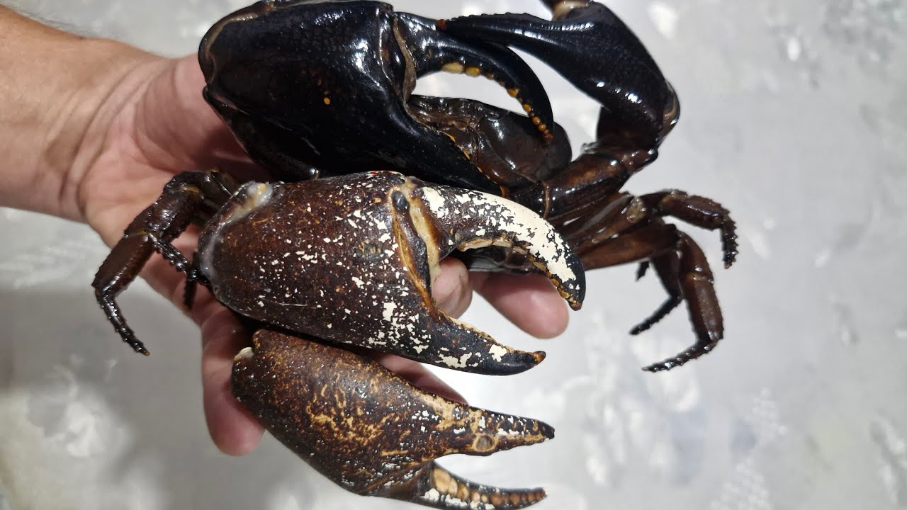 Chakai lian turu, 🦀 200 chuang a tla leh e