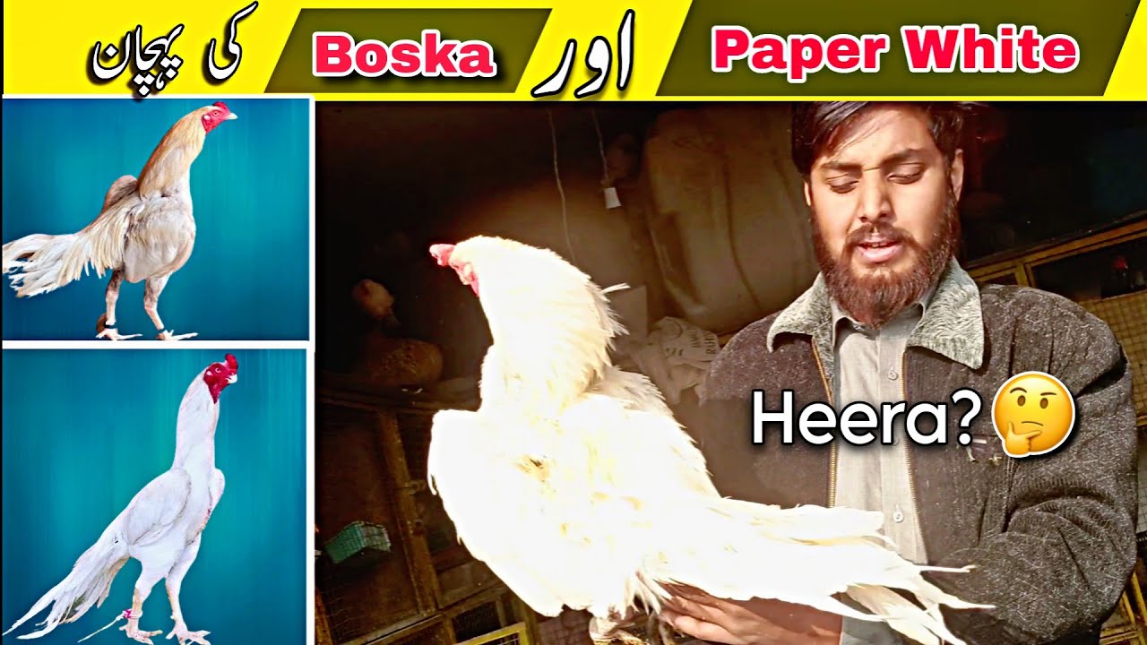 Paper White or Boska Concept in Heera Aseel Roosters 🐔 By PetShet