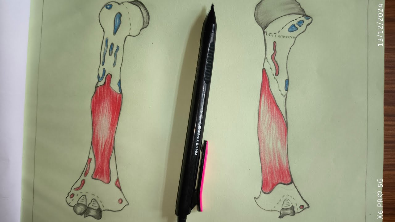 Drawing HUMERUS #humerus #drawing @The_LefthandedArtist #humananatomy #anatomy #physiology