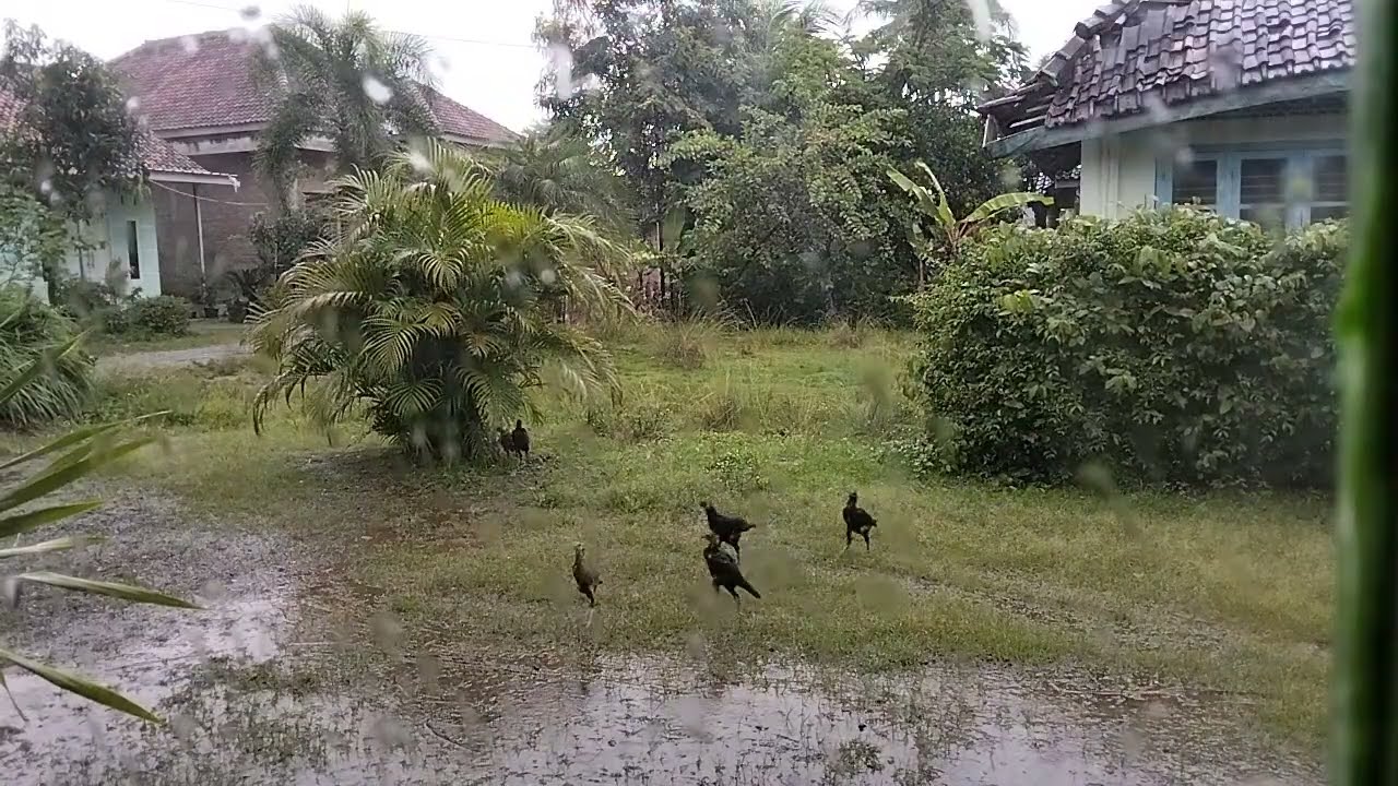 Peaceful Village Rain | No Music, Ori, No Talking, Nature #rain #satisfying  #natural #villagelife