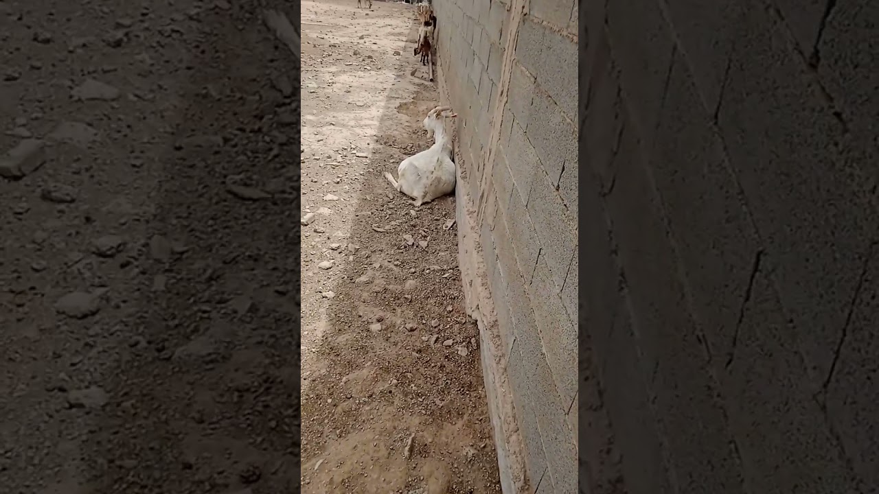 الجبن الطازج بحليب الماعز