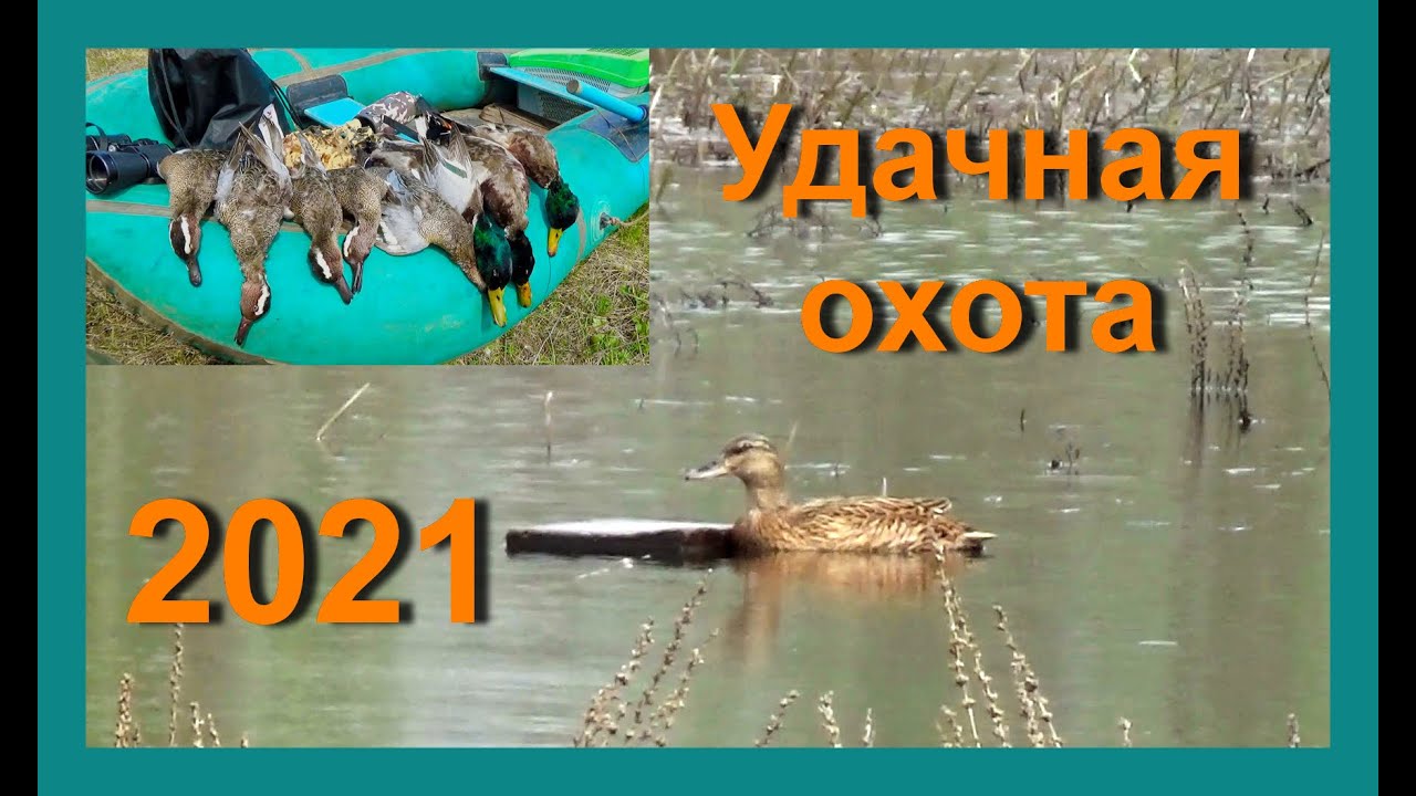 На селезня чирка и кряквы с подсадной