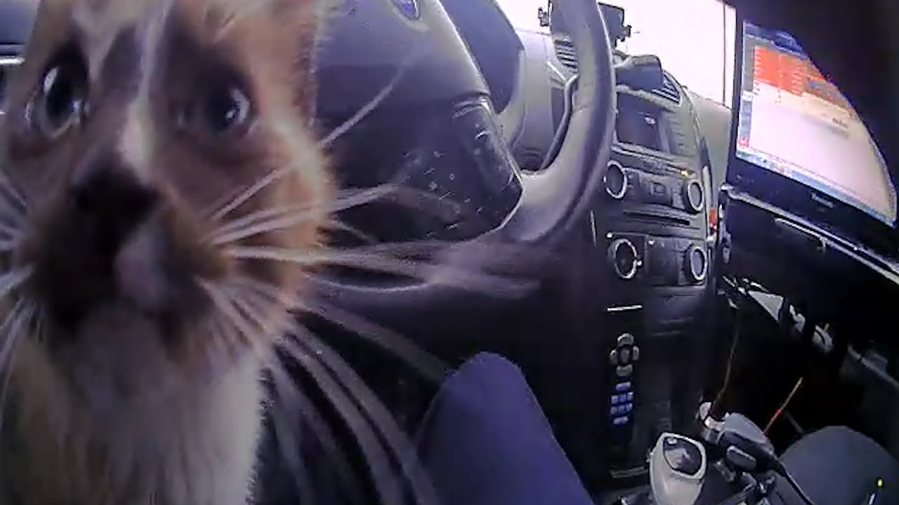Heroic Cop Saves Tiny Kitten Stranded on Highway Median