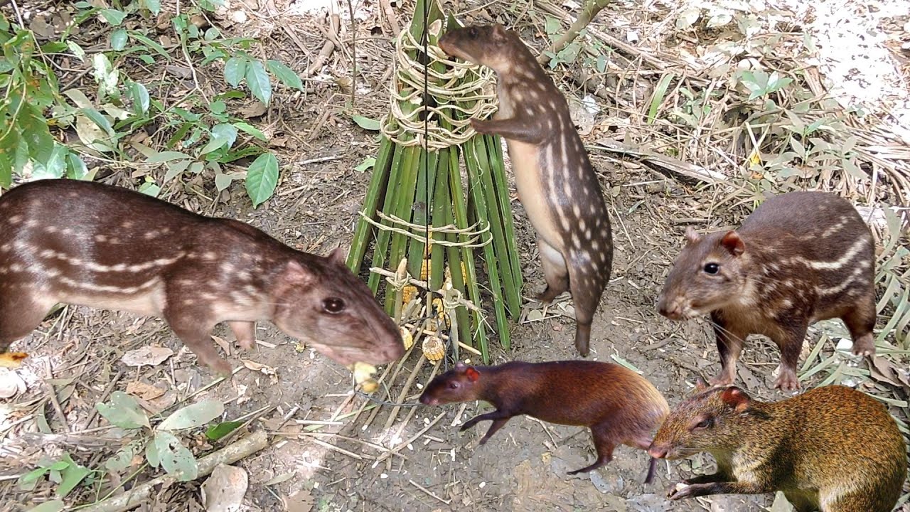 paca, cotia, rato de taboca , a melhor armadilha de sobrevivência q se pode fazer!