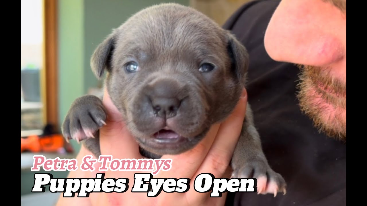 Puppies eyes open for the first time. Petra & Tommys litter of Staffordshire bull terrier pups Ep 5