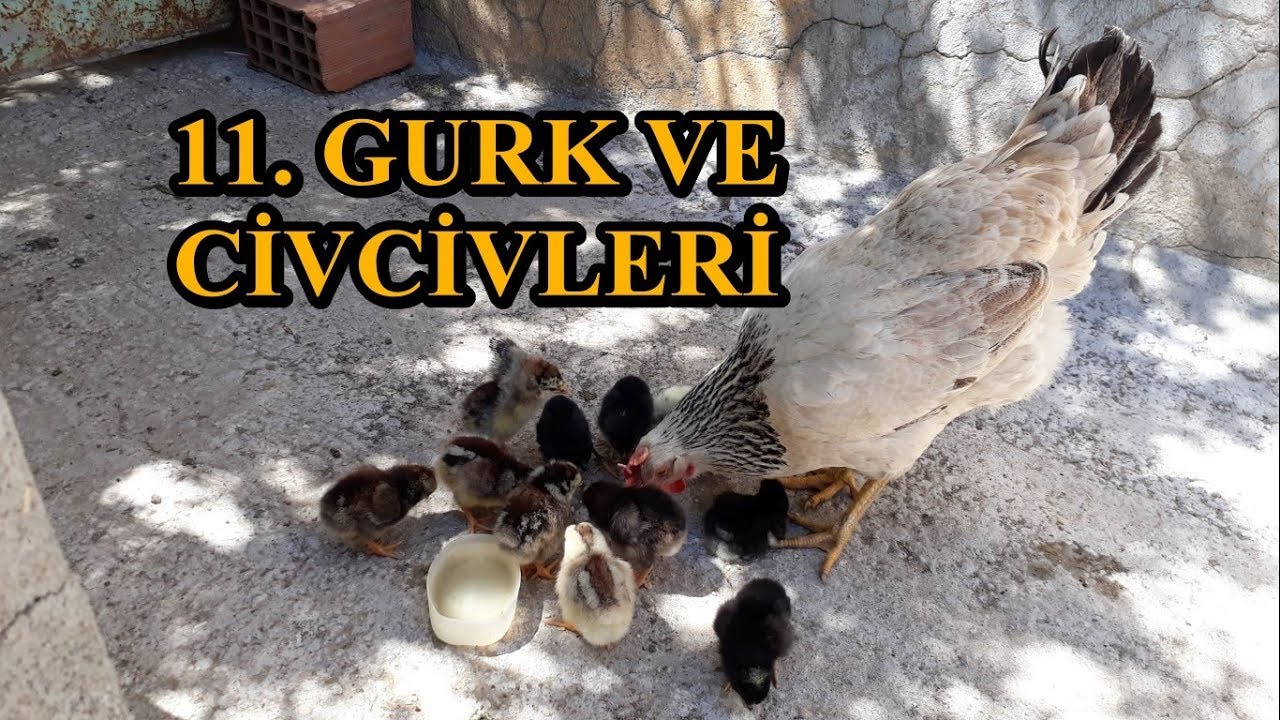 Civcivlerimiz Çıktı - 11. Gurk
