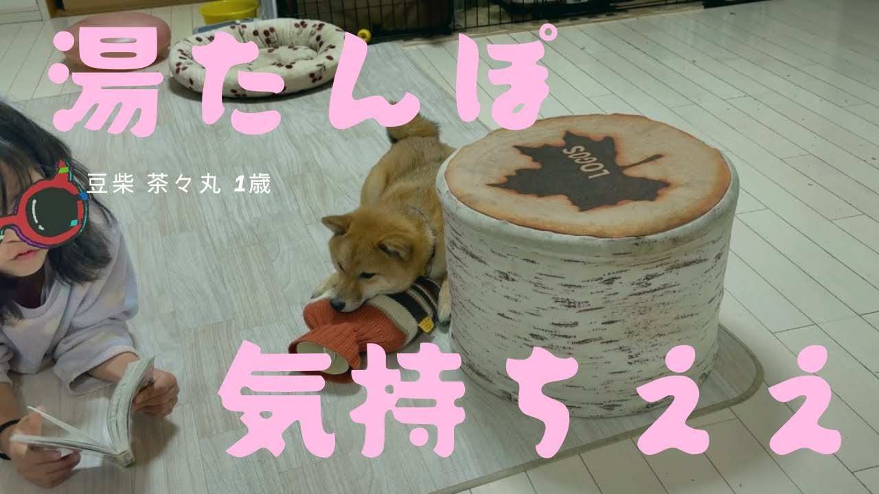 【豆柴 茶々丸 1歳】家の前が騒がしくてもマイペースな柴犬