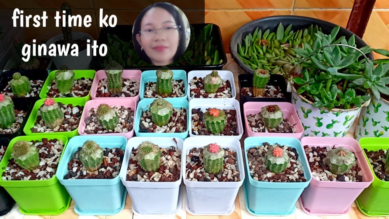 #1017 Garden Update Grafted Cactus and Succulent Plants/Succulent Davao 