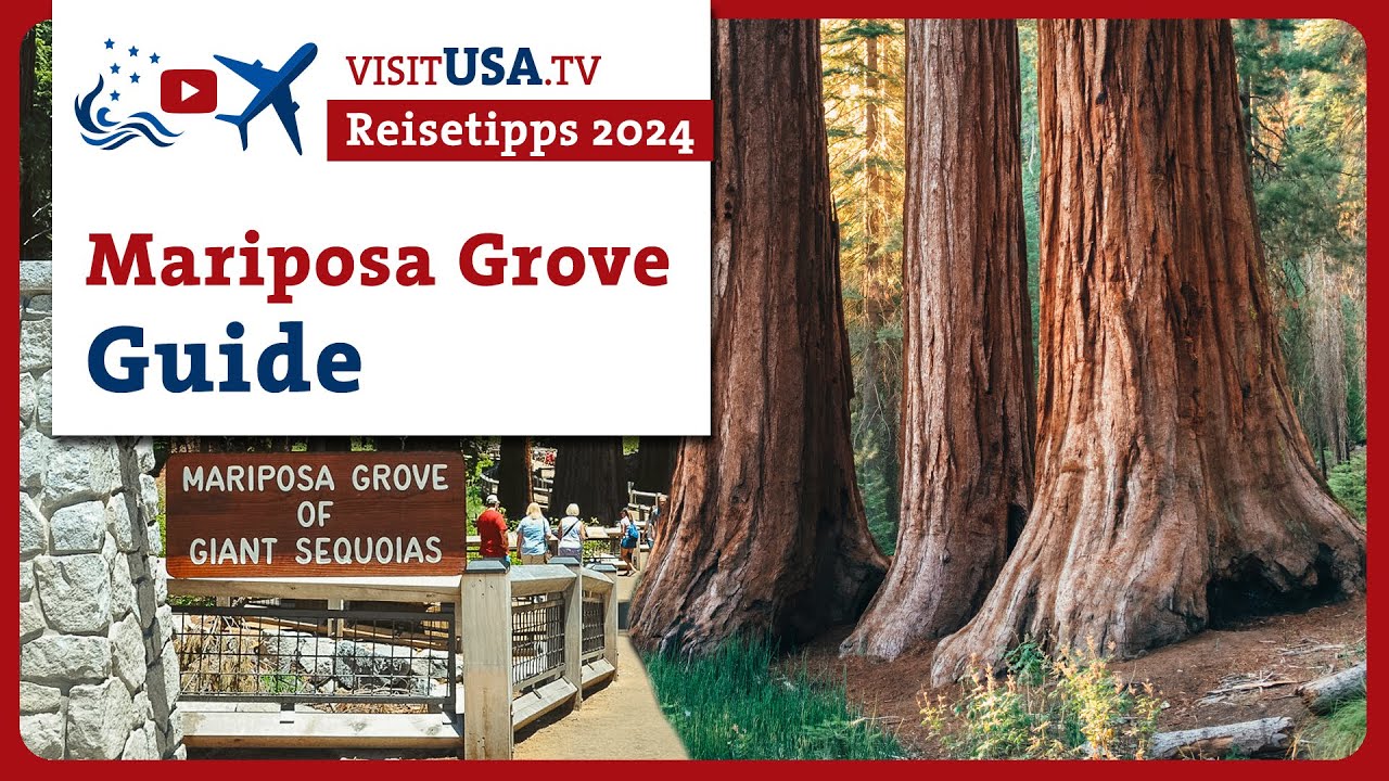 Entdecke Mariposa Grove: Majestätische Sequoias im Yosemite Nationalpark