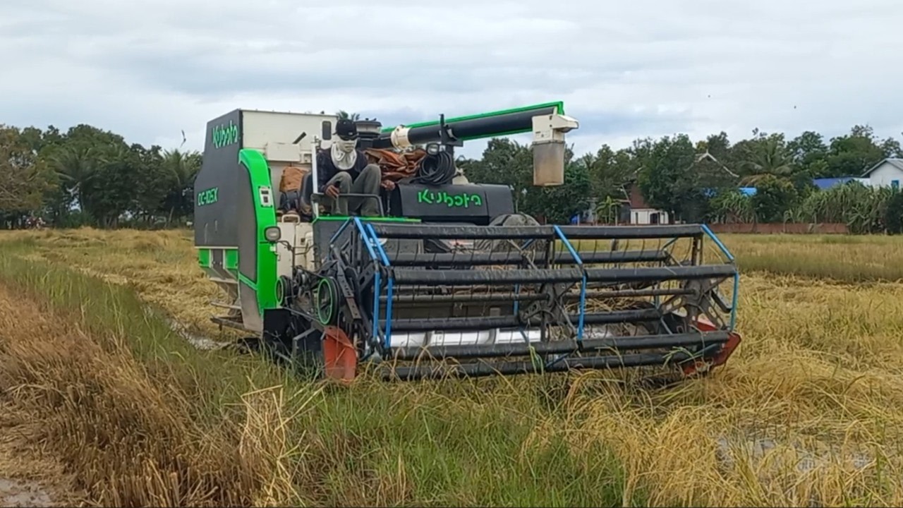 Kubota DC105X  Rice Harvester In Deep Water, Machine Rice Cutting Skills At Farming Cambodia