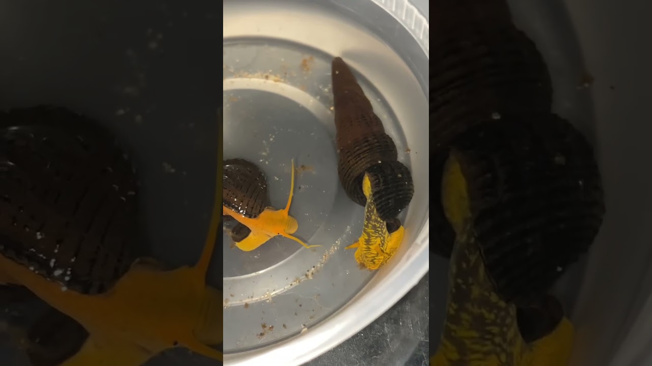 Breeding Rabbit snails orange volcano yellow spotted #shorts #fyp #snail