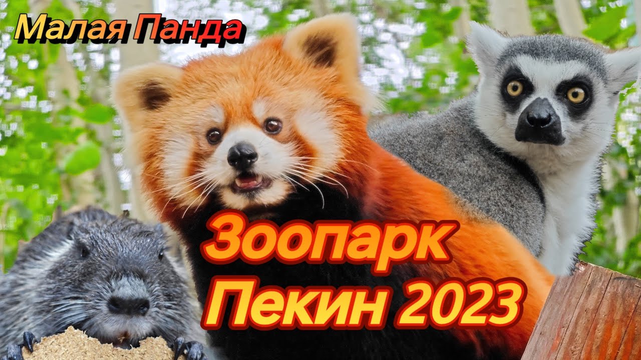 Сафари парк Пекин 2023 КРАСНЫЕ ПАНДЫ