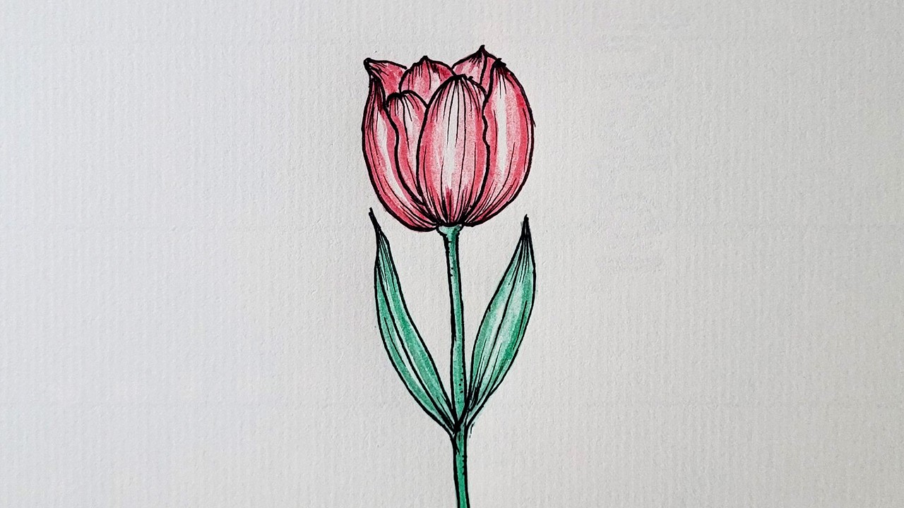 How to Draw Tulip Step by Step | Tulip Drawing Easy