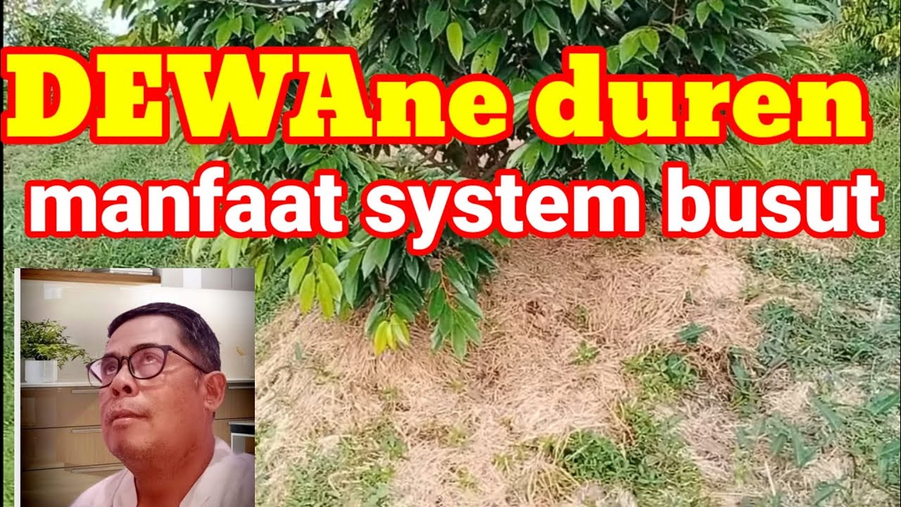 DEWAne Duren Beraksi - Manfaat System Busut untuk Durian (